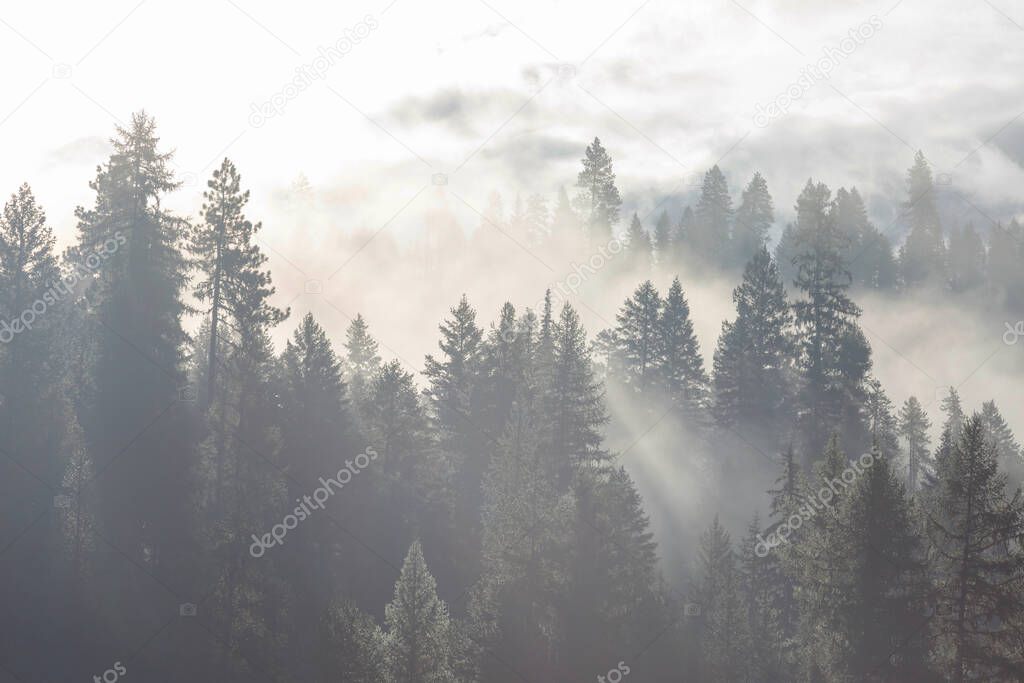 Magic misty forest. Beautiful natural landscapes.