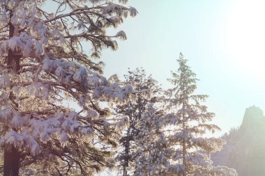 Kışın karla kaplı ağaçlar.