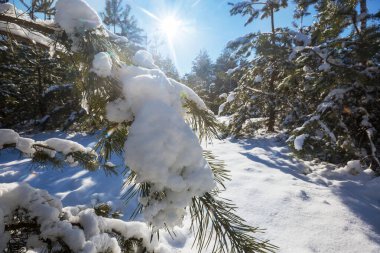 Kışın karla kaplı ağaçlar.