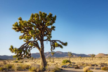 Arizona çölündeki Joshua Tree yolu boyunca. Seyahat arkaplanı.