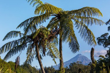 Taranaki Dağı / Egmont Dağı Egmont Ulusal Parkı, Kuzey Adası, Yeni Zelanda. Güzel doğal manzaralar.