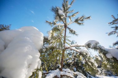 Kış mevsiminde karla kaplı orman manzarası. Noel arkaplanı için iyi.
