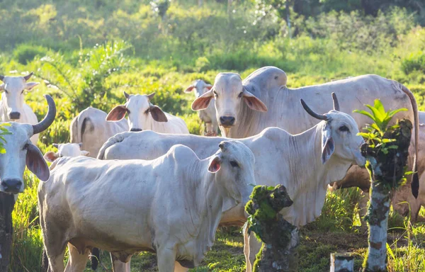 Witte Koe Het Grasland — Stockfoto