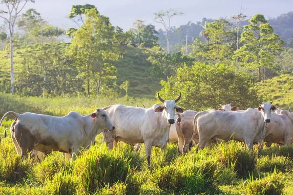 Vaca Branca Nas Pastagens — Fotografia de Stock