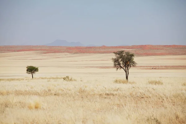 Afrikanische Landschaften Einsamer Baum Einsamer Savanne — Stockfoto