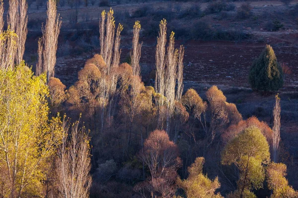 Scena Colorata Della Foresta Soleggiata Nella Stagione Autunnale Con Alberi — Foto Stock