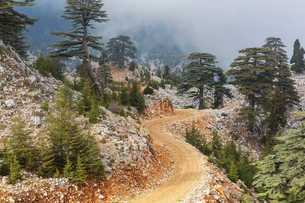 Cedar trees in mountains, Turkey