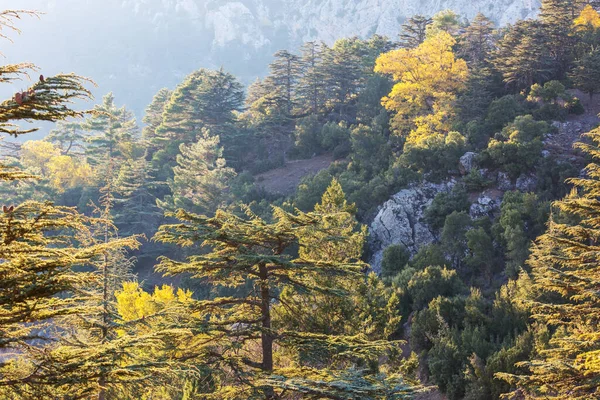 Árvores Cedro Montanhas Turquia — Fotografia de Stock
