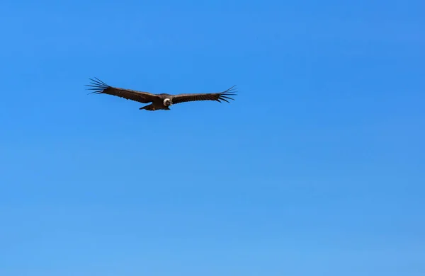 Condor Voador Desfiladeiro Colca Peru — Fotografia de Stock