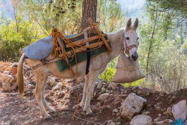 Åsnekaravan Fann Berg Tadzjikistan — Stockfoto