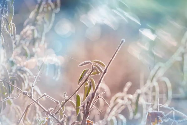 凍結晩秋の牧草地を閉じます 冬の背景 — ストック写真