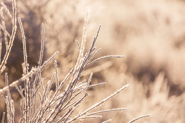 Congelato Prato Fine Autunno Vicino Sfondo Invernale — Foto Stock