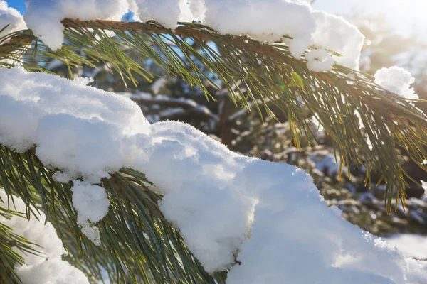 Pittoresca Foresta Innevata Inverno — Foto Stock