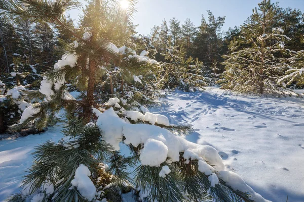 Malerischer Schneebedeckter Wald Winter — Stockfoto