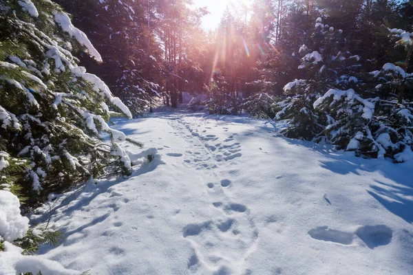 Schilderachtig Besneeuwd Bos Winter — Stockfoto