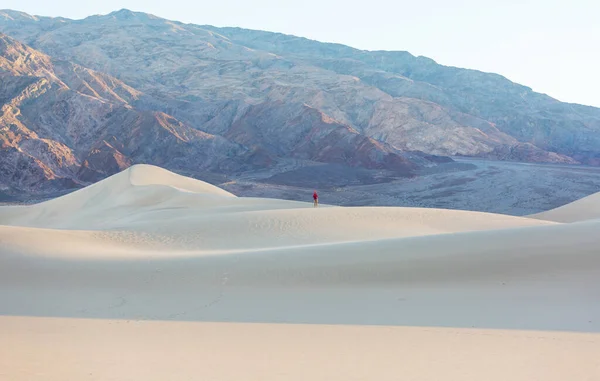 사막을 배회하는 — 스톡 사진