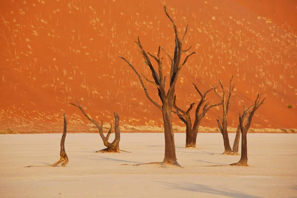 Dunas Árvores Acácia Mortas Deserto Namib Dead Vlei Sossusvlei Namíbia — Fotografia de Stock