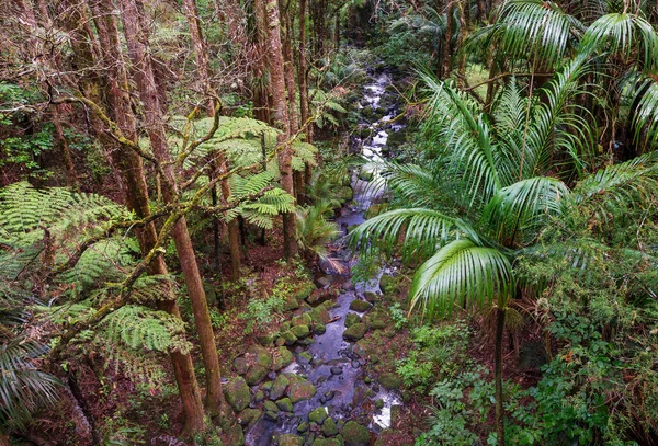 New Zealand Tropical Jungle Forest Green Natural Background — Stock Photo, Image