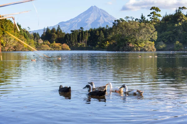 Taranaki Hegy Egmont Hegy Egmont Nemzeti Parkban Északi Sziget Zéland — Stock Fotó