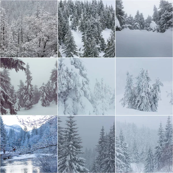 Winter Landscapes Christmas Background Collage — Stock Photo, Image