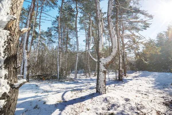 Floresta Coberta Neve Cênica Temporada Inverno Bom Para Fundo Natal — Fotografia de Stock