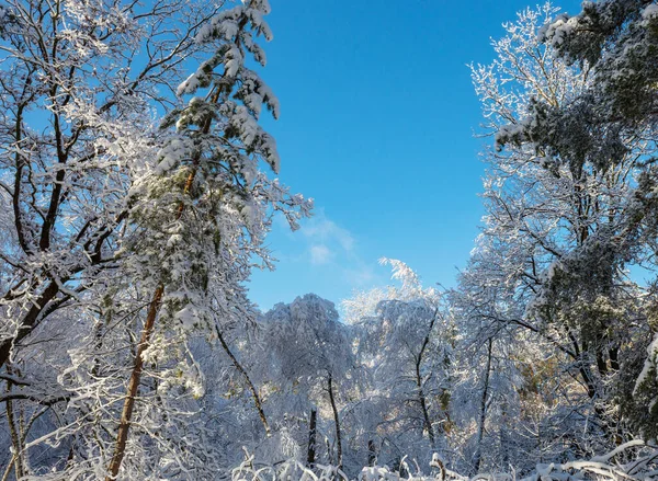 Malerischer Schneebedeckter Wald Der Wintersaison Gut Für Den Weihnachtlichen Hintergrund — Stockfoto