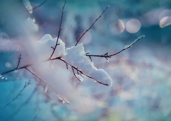 Árvores Cobertas Neve Floresta Inverno — Fotografia de Stock