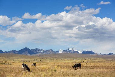 Yaz yeşili tarlasında inek sürüsü Tarım tarımı kırsal çayırlarda