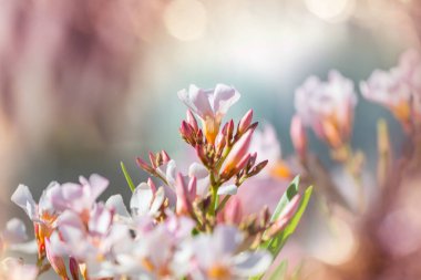 Yaz bahçesinde inanılmaz renkli bir çiçek