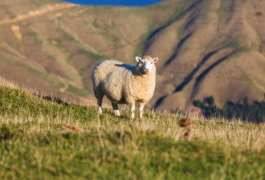 Yeşil dağ çayırındaki koyunlar, Yeni Zelanda 'daki kırsal alan.