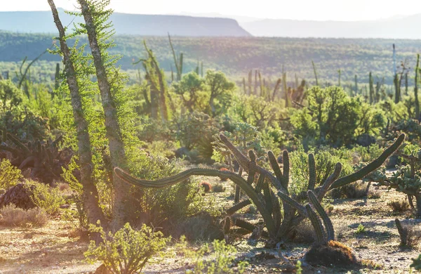 Landschappen Buitenwijk Tucson — Stockfoto