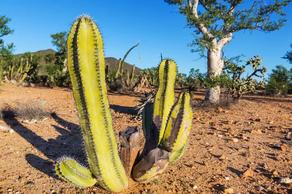 Paisajes Sobre Las Afueras Tucson —  Fotos de Stock