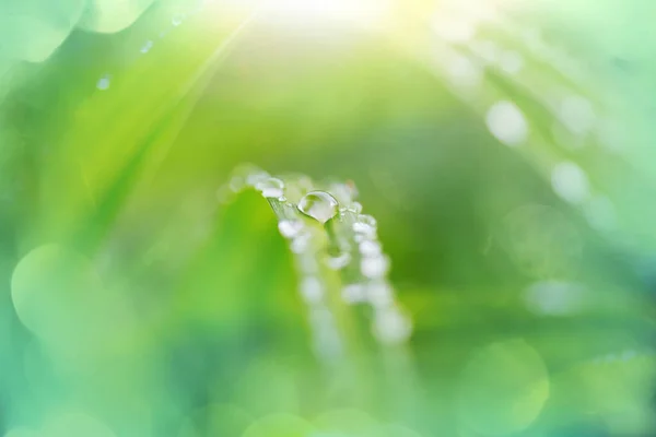 Gota Rocío Sobre Hoja Verde Con Luz Solar —  Fotos de Stock