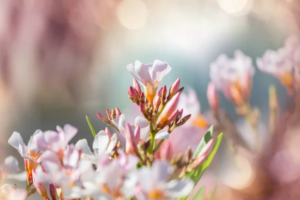 Incroyable Fleur Colorée Dans Jardin Été — Photo