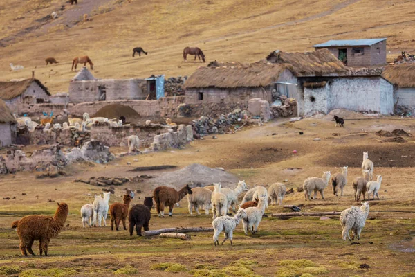 Lama Odlehlé Oblasti Bolívie — Stock fotografie