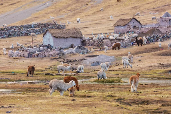 Llama in remote area of Bolivia