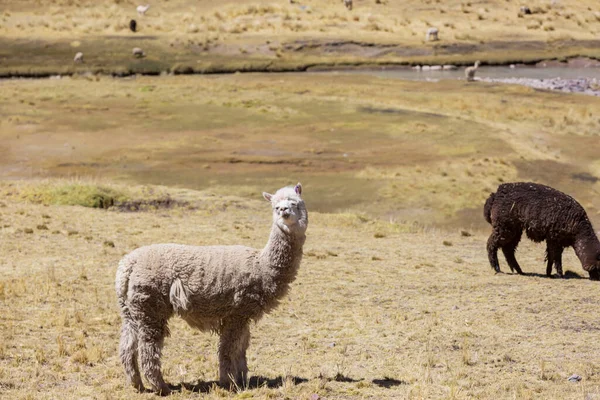 Lama Abgelegener Gegend Von Bolivien — Stockfoto