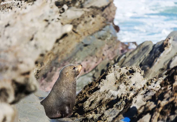 Mooie Ontspannende Zeehond Aan Steenkust — Stockfoto