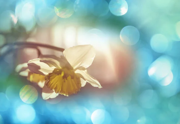 Прекрасні Весняні Квіти Лісі Сезонний Природний Фон — стокове фото
