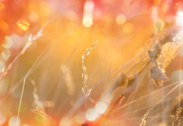 Solig Dag Blomsterängen Vacker Naturlig Bakgrund — Stockfoto