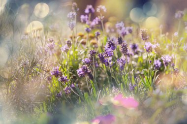 Yaz bahçesinde inanılmaz taze çiçekler.