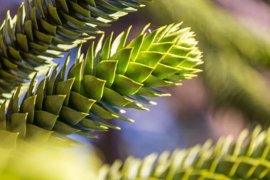 Bahçede yeşil yapraklar