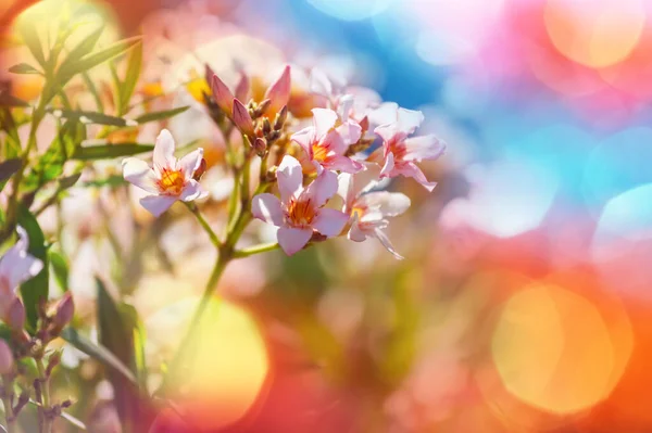 Arbre Fleurs Dans Jardin Printemps Beau Fond Naturel Printemps — Photo