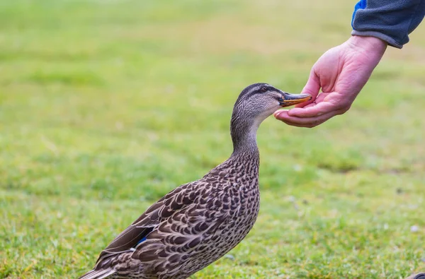 Pato Selvagem Sendo Alimentado Mão Grama — Fotografia de Stock