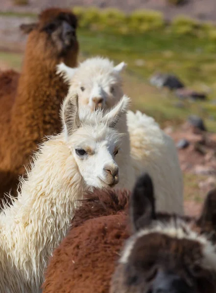 Llama Remote Area Bolivia — Stock Photo, Image