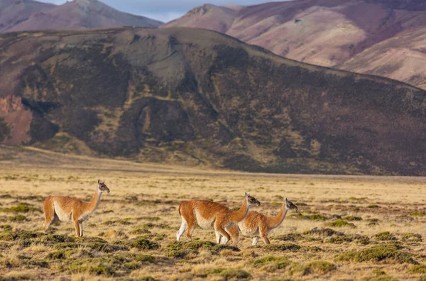 Wilder Guanaco Lama Guanicoe Der Prärie Patagoniens Chile Südamerika — Stockfoto