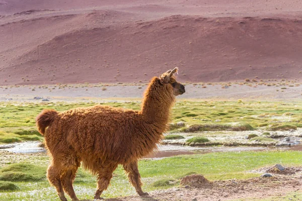 Llama Remote Area Bolivia — Stock Photo, Image