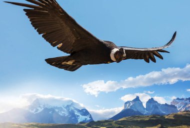 Patagonya 'da Akbaba, Şili. 