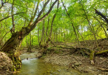 Bahar mevsiminde sık bitki örtüsü olan yeşil orman