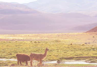 Bolivya 'nın uzak bölgelerindeki Lama